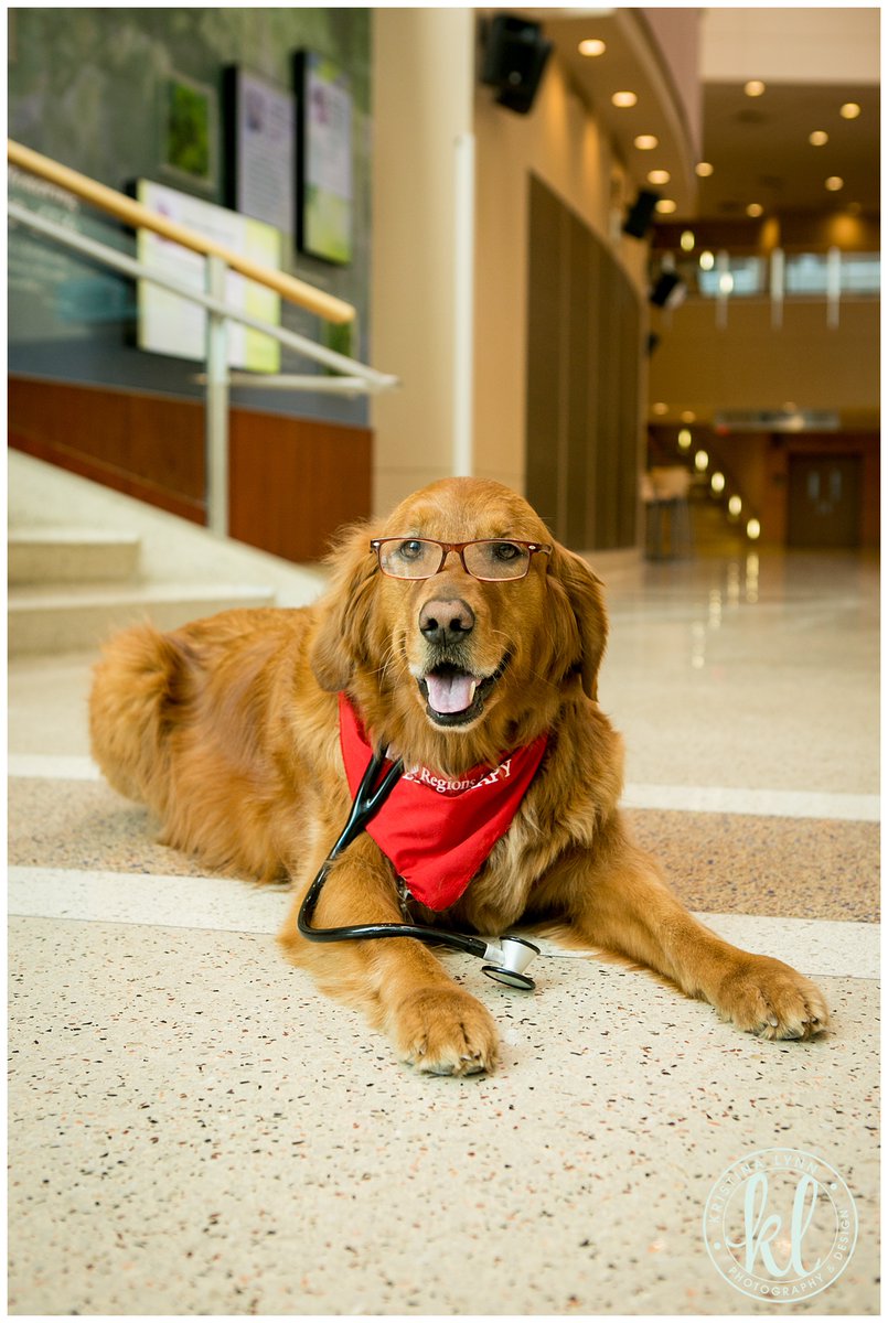 klphotodesign's tweet photo. Even pups like to get dressed up for their photo shoot #NationalDressUpYourPetDay https://t.co/CqP3wswhT2