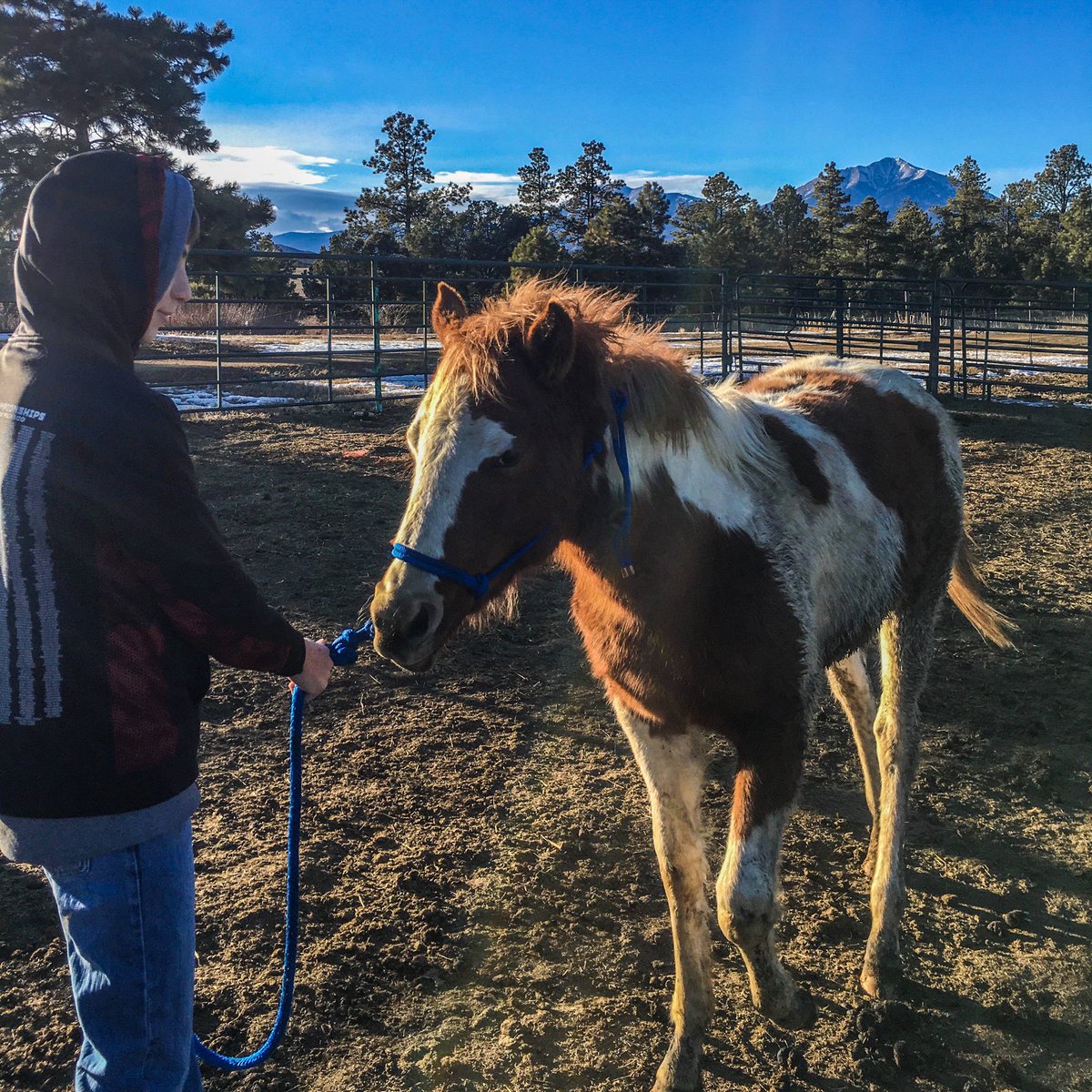 FredEichler's tweet photo. Cookie (the filly that you all helped name) is the hardest one to work with, but she is getting there. 👍
#everythingeichler #fulldrawoutfitters #ranchlife #farmlife #yourworkingpartner #teamoutdoors #halterbreaking https://t.co/MQ1KW8L0Xl