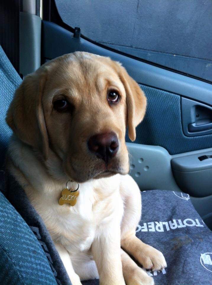 huntaway beardie cross