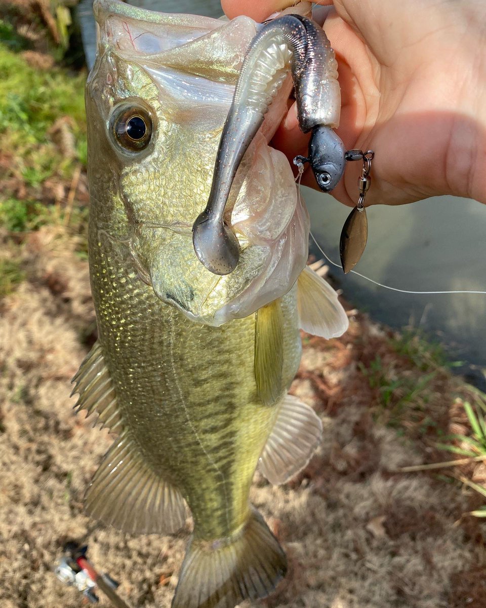 samanthalgay's tweet photo. Loving the unusually warm weather we’ve been having lately. I could seriously get used to this! #airrusrods #strikeking #redeyedhad #fishheadspin #bigbitebaits #canethumper #womenmakingwaves #bassfishing https://t.co/0IzVcaC7QY