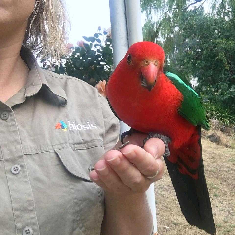 BiosisAU's tweet photo. Fieldwork friend! Ecologist Erin had a very beautiful (and VERY outgoing) visitor this morning in the form of a male Australian King-Parrot 
#birds #birdsofAustralia #fieldworkfriends #ParrotOTD https://t.co/S8043LHo15