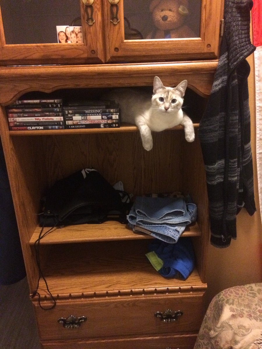 LToonie's tweet photo. And sometimes in the middle! Meow🙀 https://t.co/9QoRuWOl4z