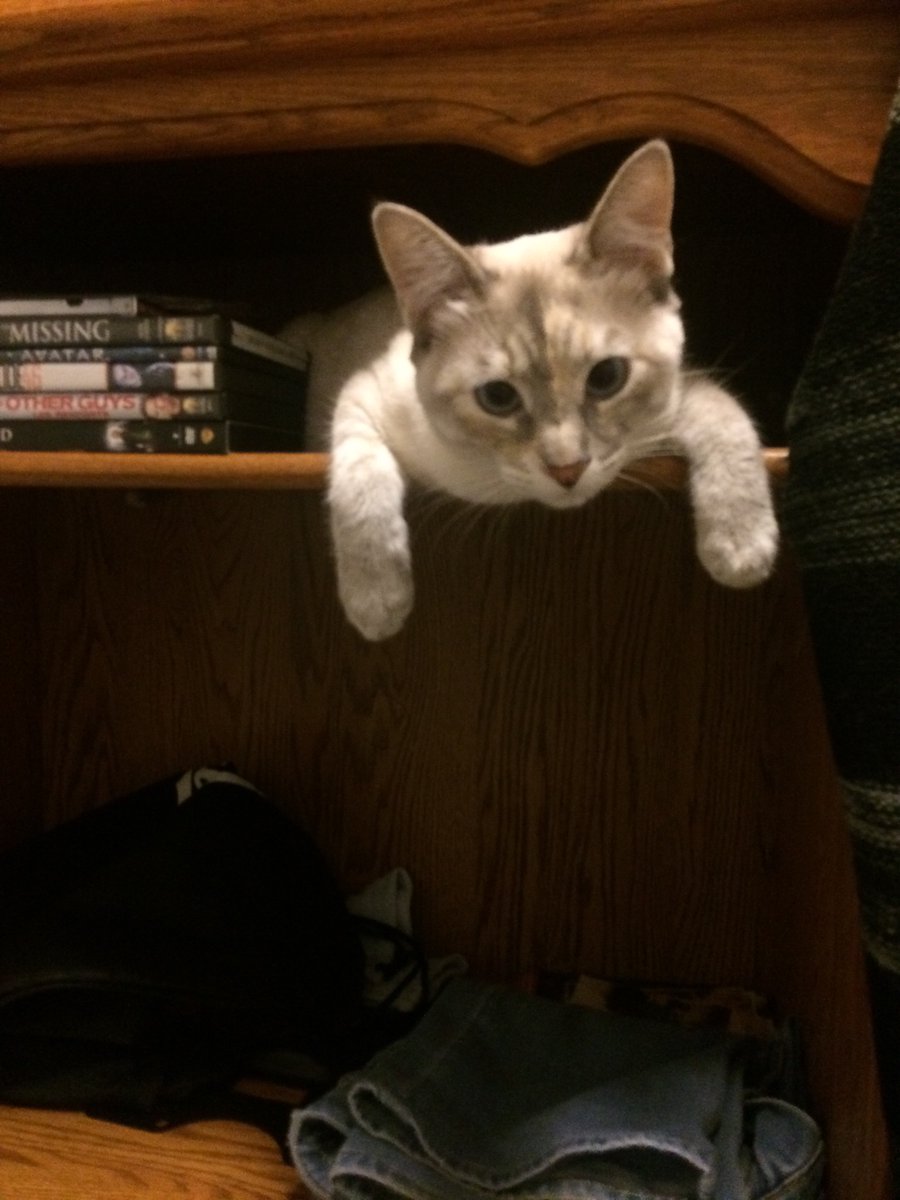 LToonie's tweet photo. And sometimes in the middle! Meow🙀 https://t.co/9QoRuWOl4z