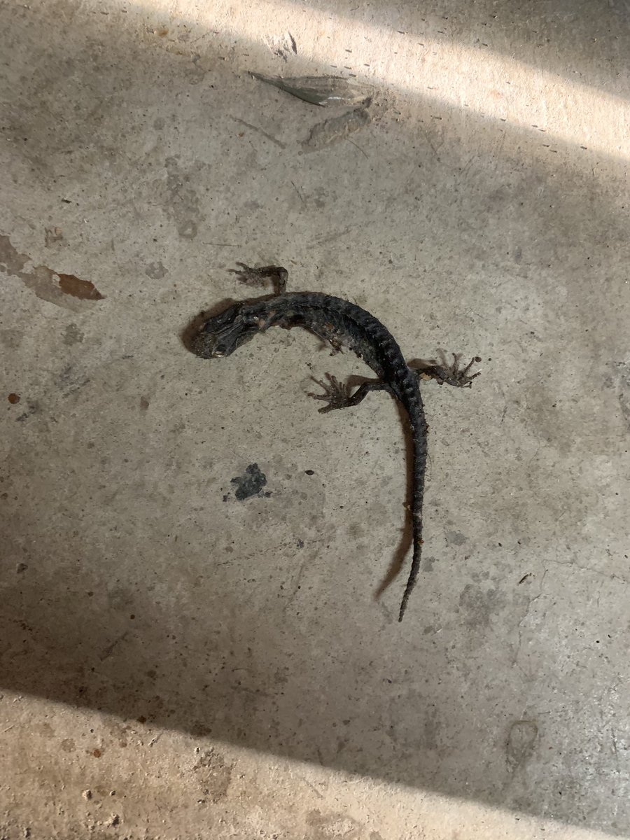 A desiccated salamander of some variety