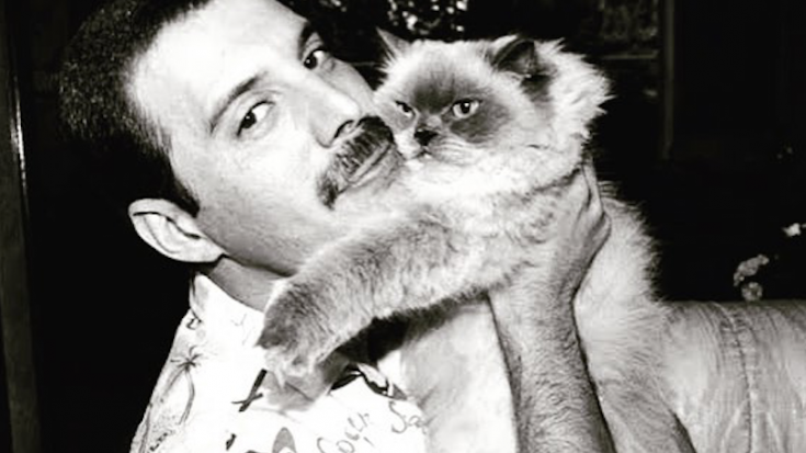 Tonight I just want to share pictures of Freddie with his cats that he loved so dearly, simply because it makes my heart warm & fuzzy. One story goes that while Freddie was on tour he would call home to talk to his cats & have someone put the receiver up to their ears. 