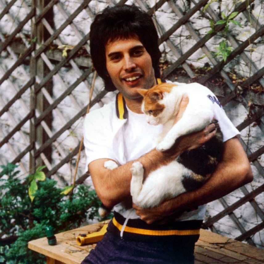 Tonight I just want to share pictures of Freddie with his cats that he loved so dearly, simply because it makes my heart warm & fuzzy. One story goes that while Freddie was on tour he would call home to talk to his cats & have someone put the receiver up to their ears. 