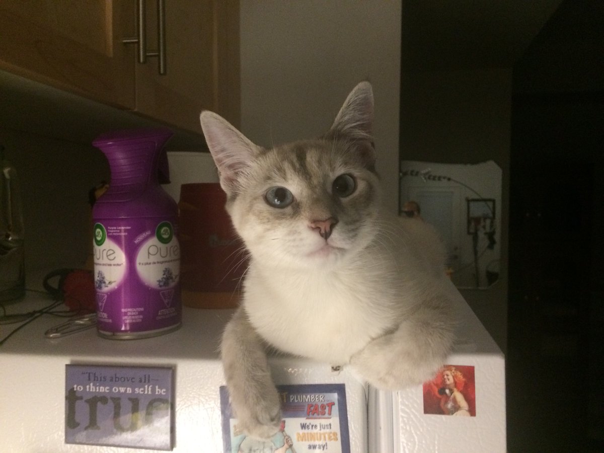 LToonie's tweet photo. I’m also a sweetheart 😻😻 https://t.co/BanJOlDKH9