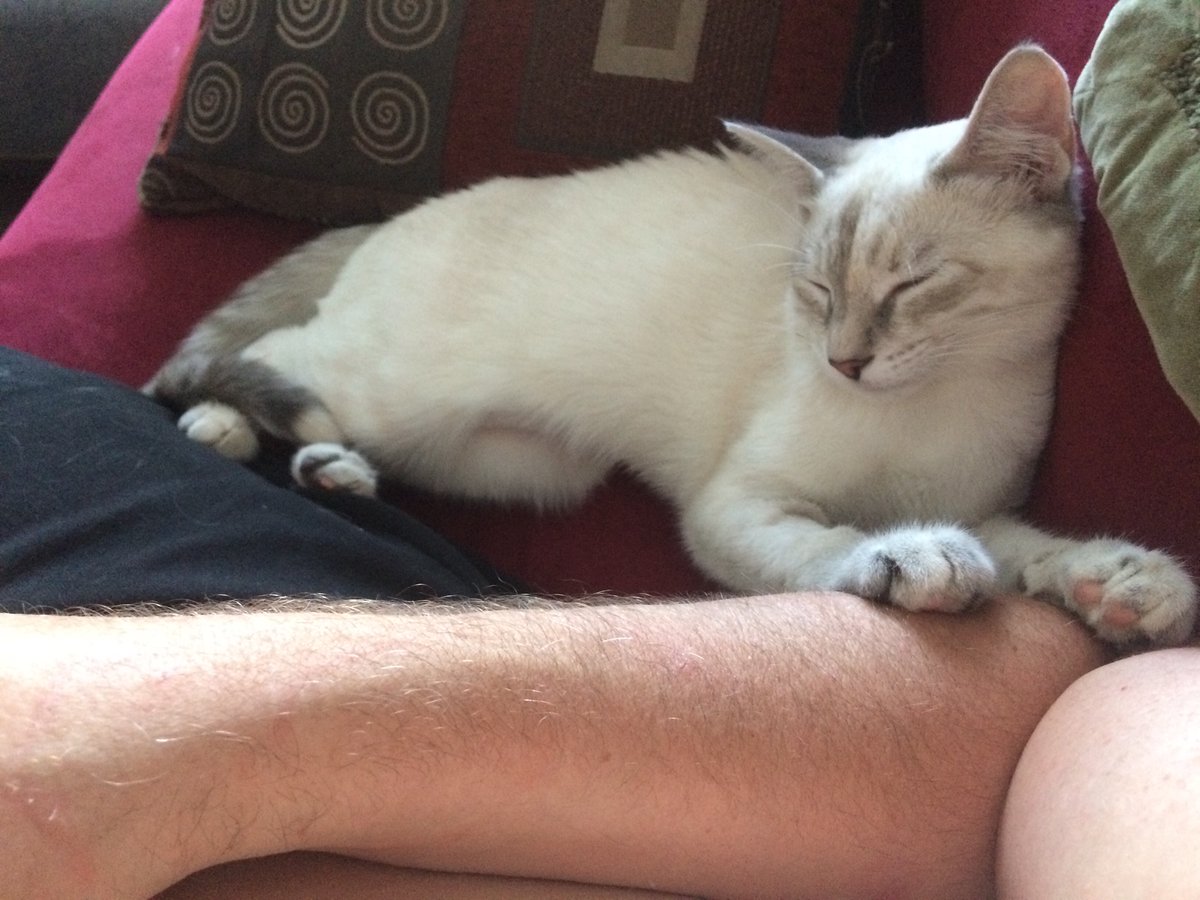 LToonie's tweet photo. I’m also a sweetheart 😻😻 https://t.co/BanJOlDKH9