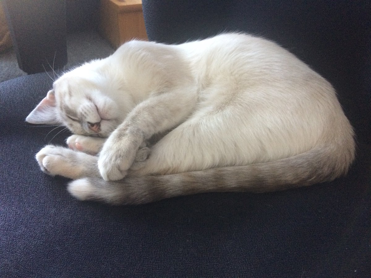 LToonie's tweet photo. I’m also a sweetheart 😻😻 https://t.co/BanJOlDKH9
