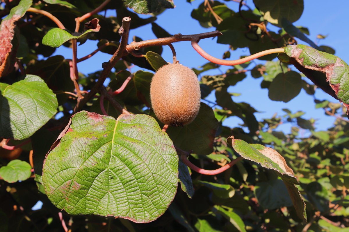 🥝🥝Tra le linee guida per una sana alimentazione c’è la raccomandazione a mangiare più frutta e verdura, molto importanti nel quadro dell’alimentazione e nella promozione della salute. Tra i vari prodotti a nostra disposizione il Kiwi è uno tra i più consigliati.🥝🥝
