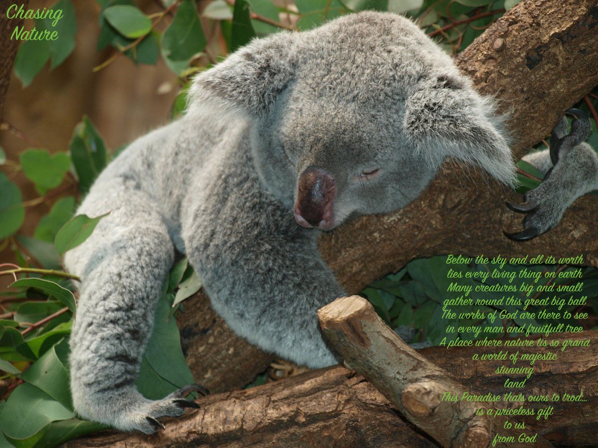 itsownpace's tweet image. For the love of #Nature...  
#Koalas