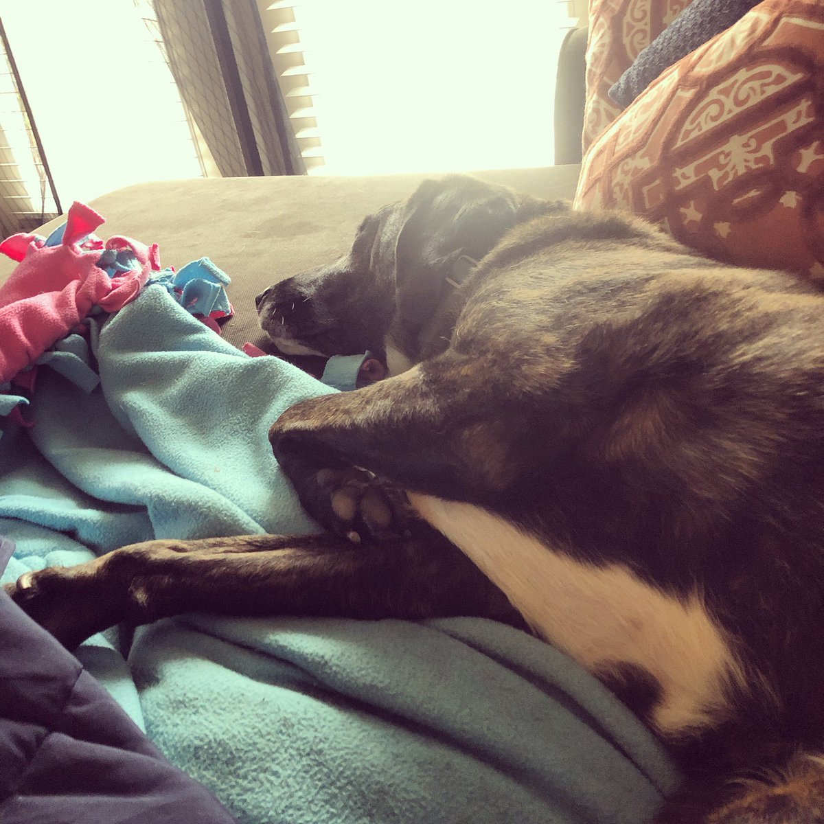 thetristafoley's tweet photo. Listening to mason snore is so calming to me #puppylove #favoritesong #tuesdayvibes https://t.co/uOFpkUTak1