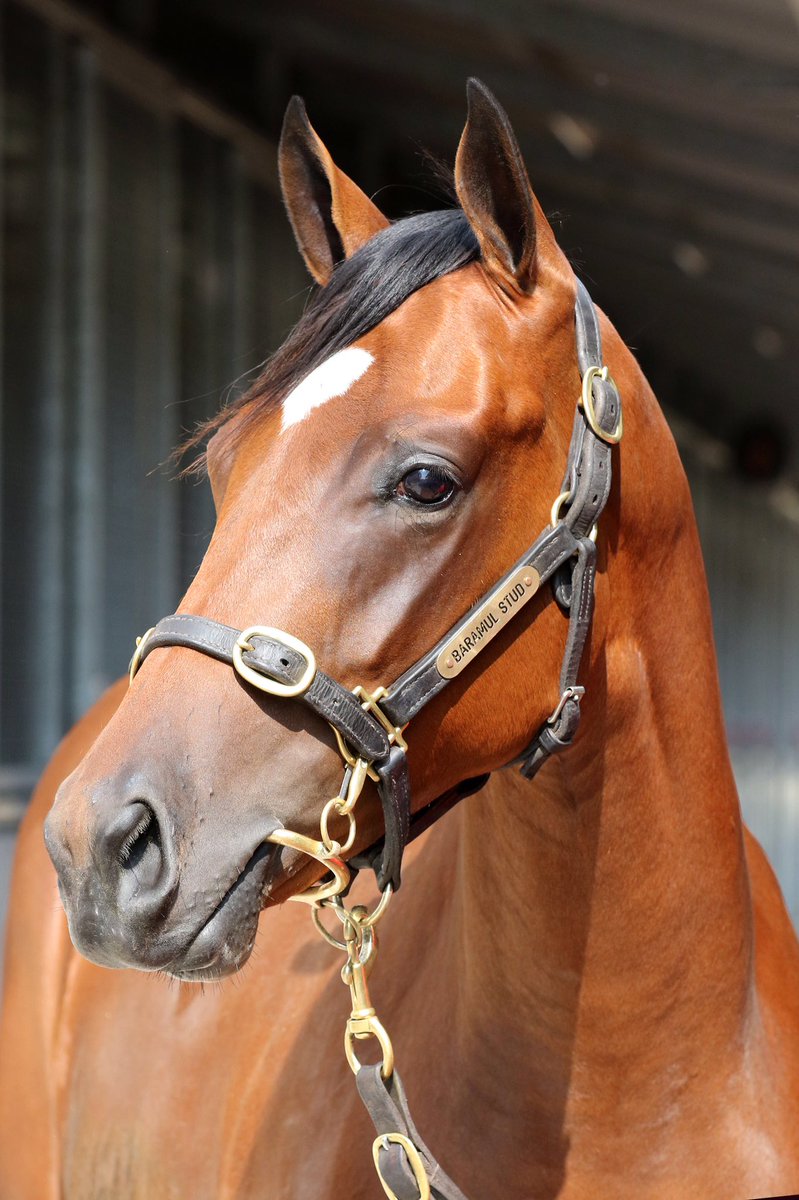 PMBRacing's tweet photo. @BallymoreStabls Love this head shot of the classy Exceed And Excel x Medaglia Valore filly we purchased @mmsnippets last week for 300k from Baramul Stud. This grand-daughter of Military Rose looks a gilt-edged 2yo type. #allquality https://t.co/hbq7Au8AN8