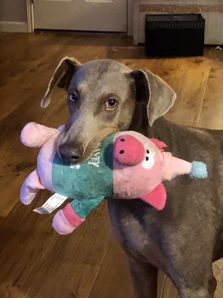 tamonandpumbaa's tweet photo. Kida has her #partypig and sheβs not letting anyone else have it https://t.co/HZg2MZGDz9