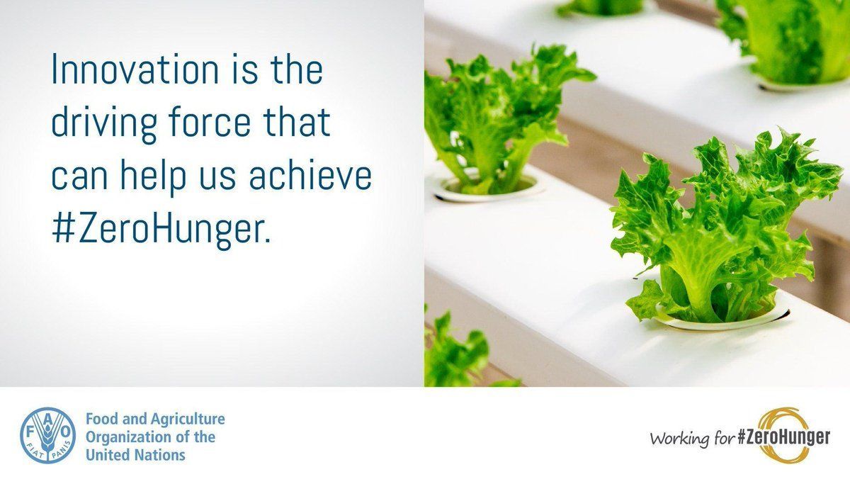 FAO's tweet photo. Innovation is the central driving force which will 👇

✅Transform food systems
✅Lift family farmers out of poverty
✅Help the world to achieve food security and the #SDGs

#AgInnovation https://t.co/rRVo4smg53