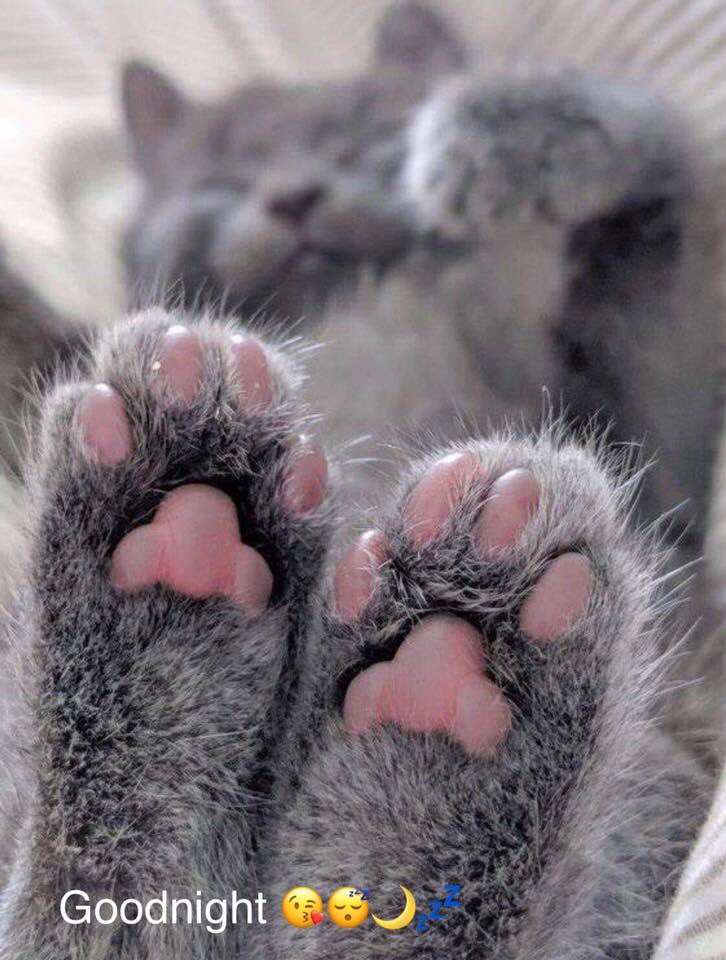 paulin_liz's tweet photo. 😻~New Years Nippy’s coming sooooon......~🥳 #TotallyNippy #cat #catsofinstagram #cats #cute #CatsOfTwitter #giftidea #catnip #catniptoys #CatnipKickers #Blissful https://t.co/uk33WXBliT