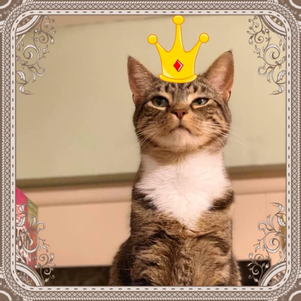 KizzysPlace's tweet photo. We have some amazing adult cats for adoption like Ursula here! https://t.co/Jm3uS8QKqd https://t.co/GccpW42MjE