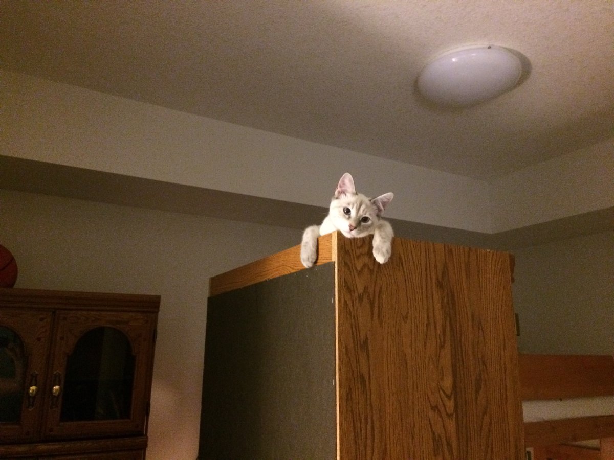 LToonie's tweet photo. I’m the Queen of my castle 😸😸 https://t.co/M455s1L1xW