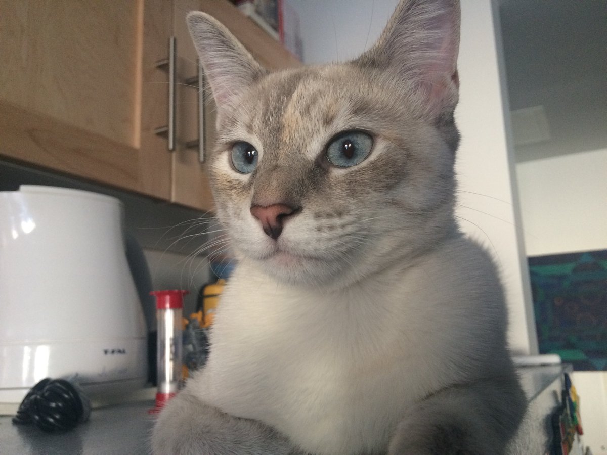 LToonie's tweet photo. I’m the Queen of my castle 😸😸 https://t.co/M455s1L1xW