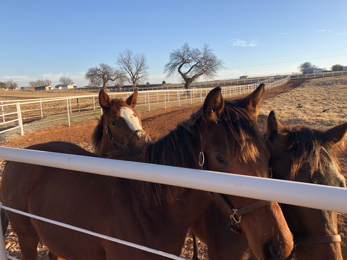 westwinfarms's tweet photo. Beautiful day with some kids wanting to know what’s goin on! #TuesdayMorning #WestWin #Cupid #Munnings #Euroears #OKeyBred @4tbracing https://t.co/TyjkowHTmA