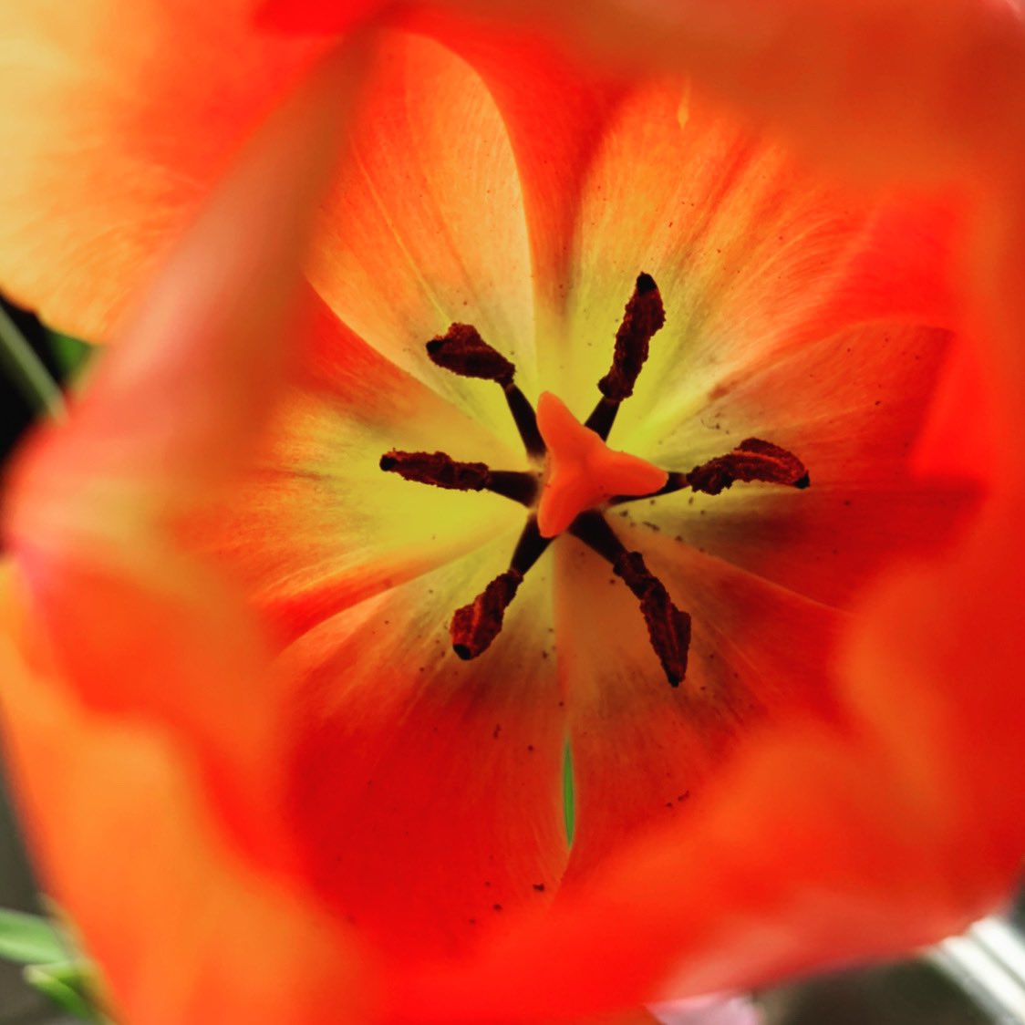 TrioTraveling's tweet photo. “May the flowers remind us why the rain was so necessary.” - Xan Oku 
•
•
•
#somuchrain #flowers #tulip #tuesday https://t.co/tv3bts8aqC