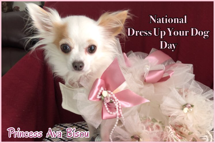 PrincessAvaBiso's tweet photo. Jan 14, National Dress Up Your Dog Day! Well... actually, thatβs EVERYDAY at our house! (I LOVE clothes!) A Princess MUST look appropriate, you know π. Does YOUR doggie wear clothes?!?
#PrincessAvaBisou #puppymillsurvivor #PrisonertoPrincess #ilovetodressup #dogsoftwitter https://t.co/nbBeaK6ynu