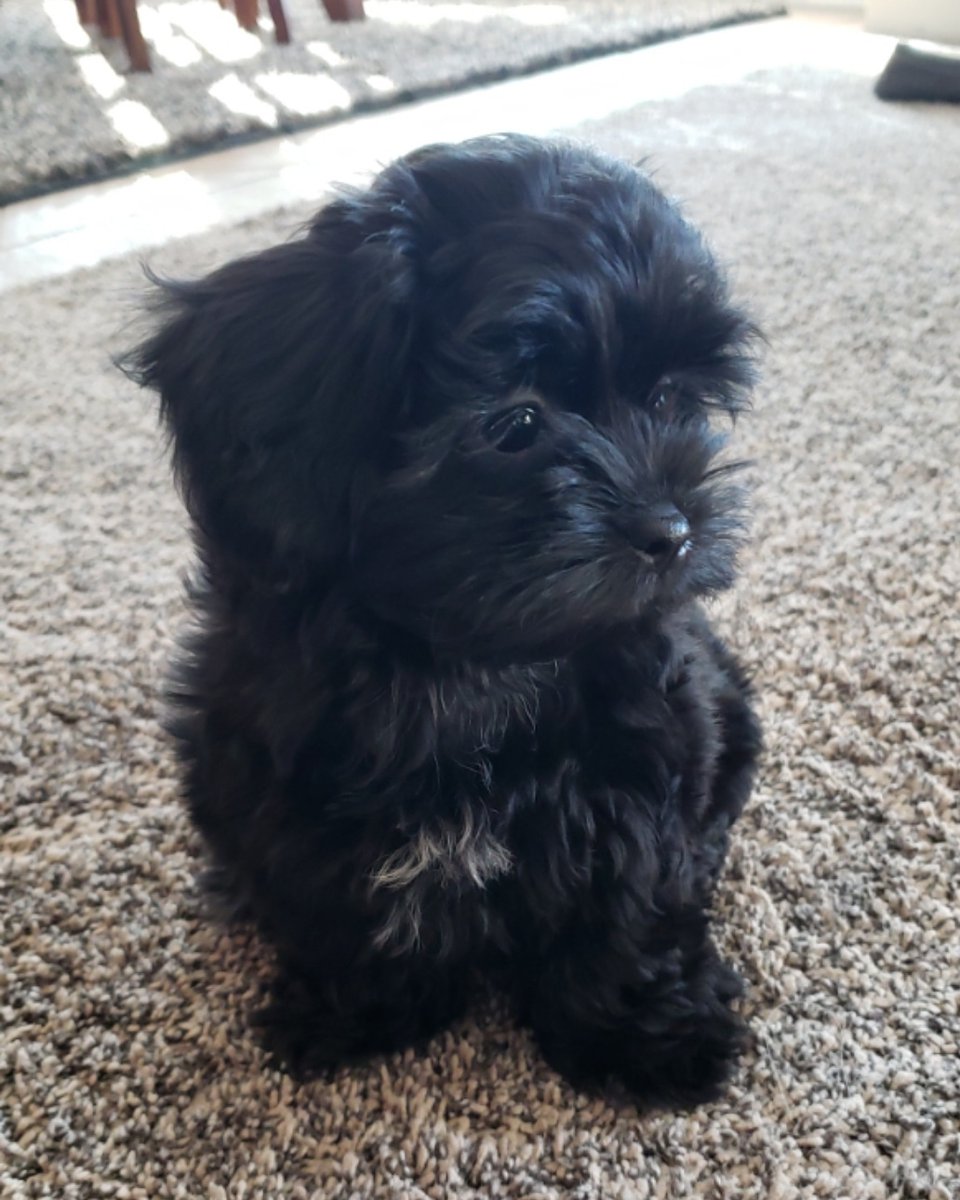 RealtrTiffany's tweet photo. Finally Got A Puppy! #chloe #shihpoo https://t.co/Uj5cqIEvgt