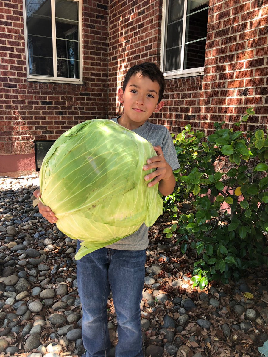 MichaelDTubbs's tweet photo. Lorenzo Bruno, the 10-year-old who was recently featured on local news for growing a 57lb cabbage, was honored tonight at our city council meeting #CabbageKing #ImWithStockton #reinventStockton https://t.co/CNV8WXi7gY