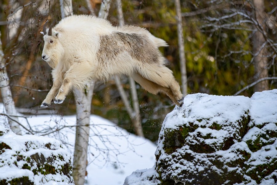 Zeus the mountain goat launches across a rock like a daring rockclimber
