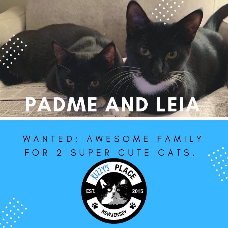 KizzysPlace's tweet photo. Padme and Leia have been looking through the classified ads trying to find a home but they haven't had any luck. Do you know anyone looking for two beautiful, friendly felines! Please share to help us find a home! https://t.co/6UQRkXL5Zd