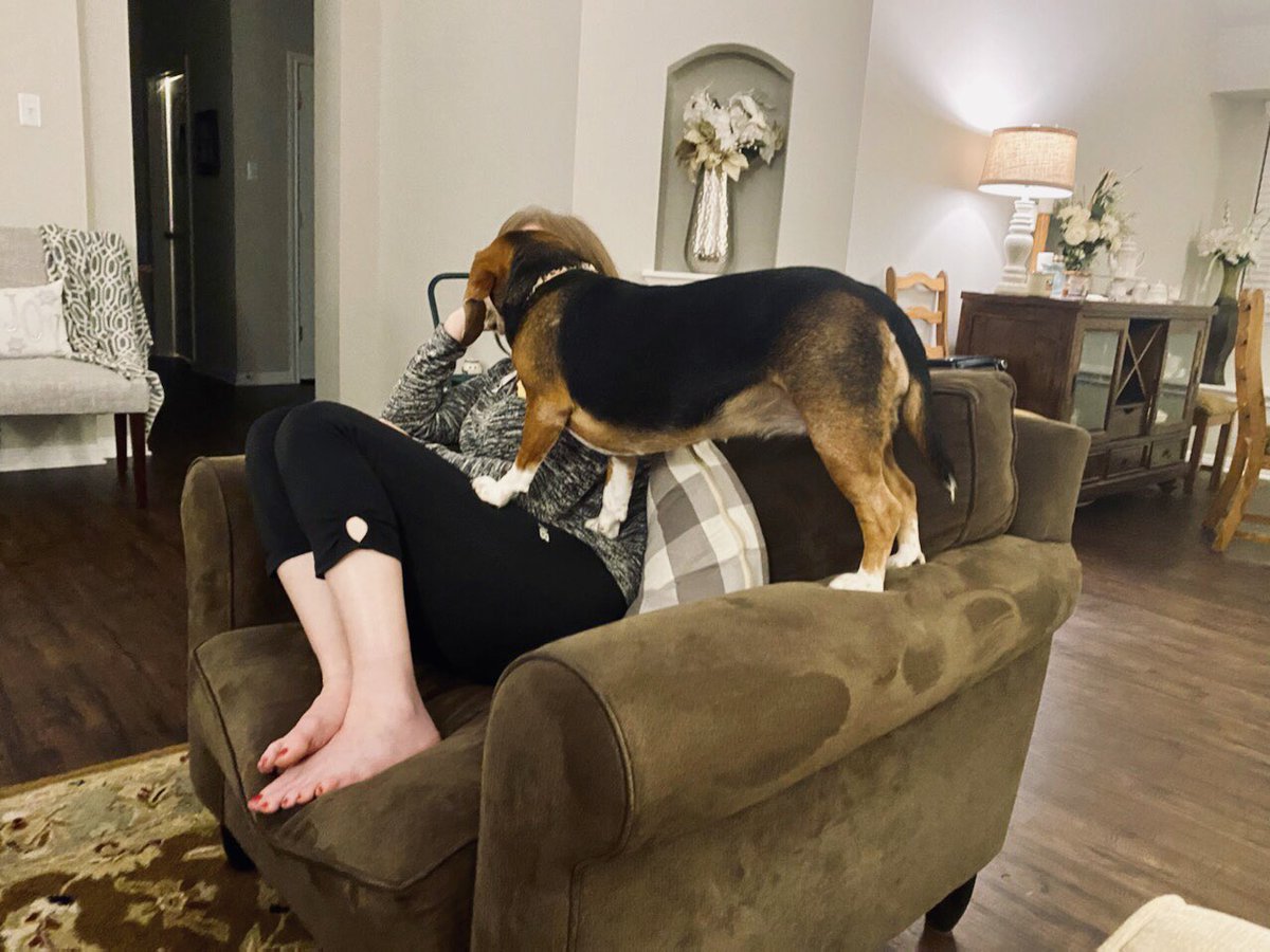 slyrung's tweet photo. @SarahRung @beaglefacts When she’s letting you know who is queen. https://t.co/ZGiWqIzAVn