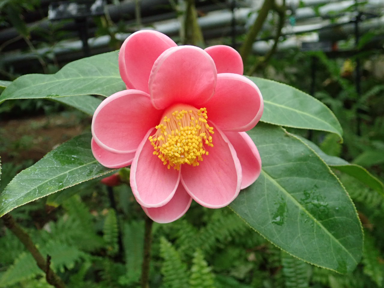 神代植物公園 ニュース スタッフより 園芸係 大温室熱帯花木室でツバキ ハイドゥンの花が咲いています ハイドゥンは ベトナム原産のツバキ ハイドゥンは 漢字では海棠 ベトナムでは 旧正月を祝うおめでたい花 桃色で金色の雄しべの