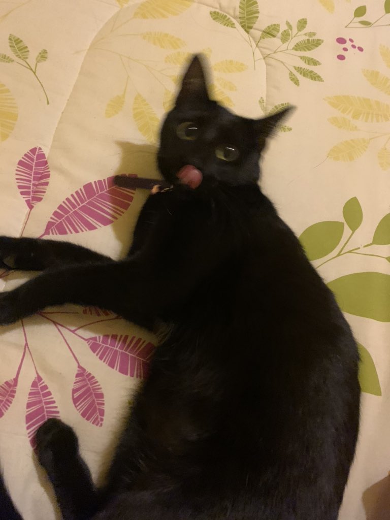 Me sacaron una fotooo desprevenida <a href="/gatitos_qctd/">✨ Gatitos que curan tu depresión ✨</a>