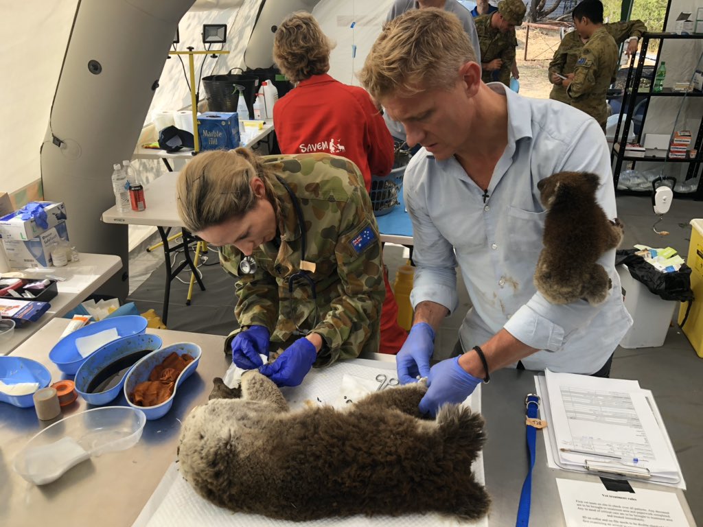 drscottym's tweet photo. Little Scotty and Dr Scott with Australian Army Vet Jess as we treat Mum for severe burns in the field hospital set up by the incredible South Australian Veterinary Emergency Management team @thismorning #vet #vets #bushfires #australianbushfires #kangarooisland #rescue #koala https://t.co/44rtbJNDl5