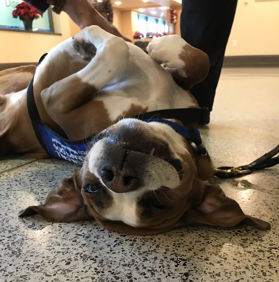 DogsOnCall's tweet photo. Albert’s goal when visiting @VCUHealth is to make as many people smile as possible. If that means extra belly rubs, so be it. Albert is a dog of the people!
.
Happy Birthday, Albert the Astonishing!!
.
.
#TherapyDog #VCU #BoxerMix #Boxer #ThemEars #BirthdayPup #WingSpan https://t.co/medTHrSM6Q