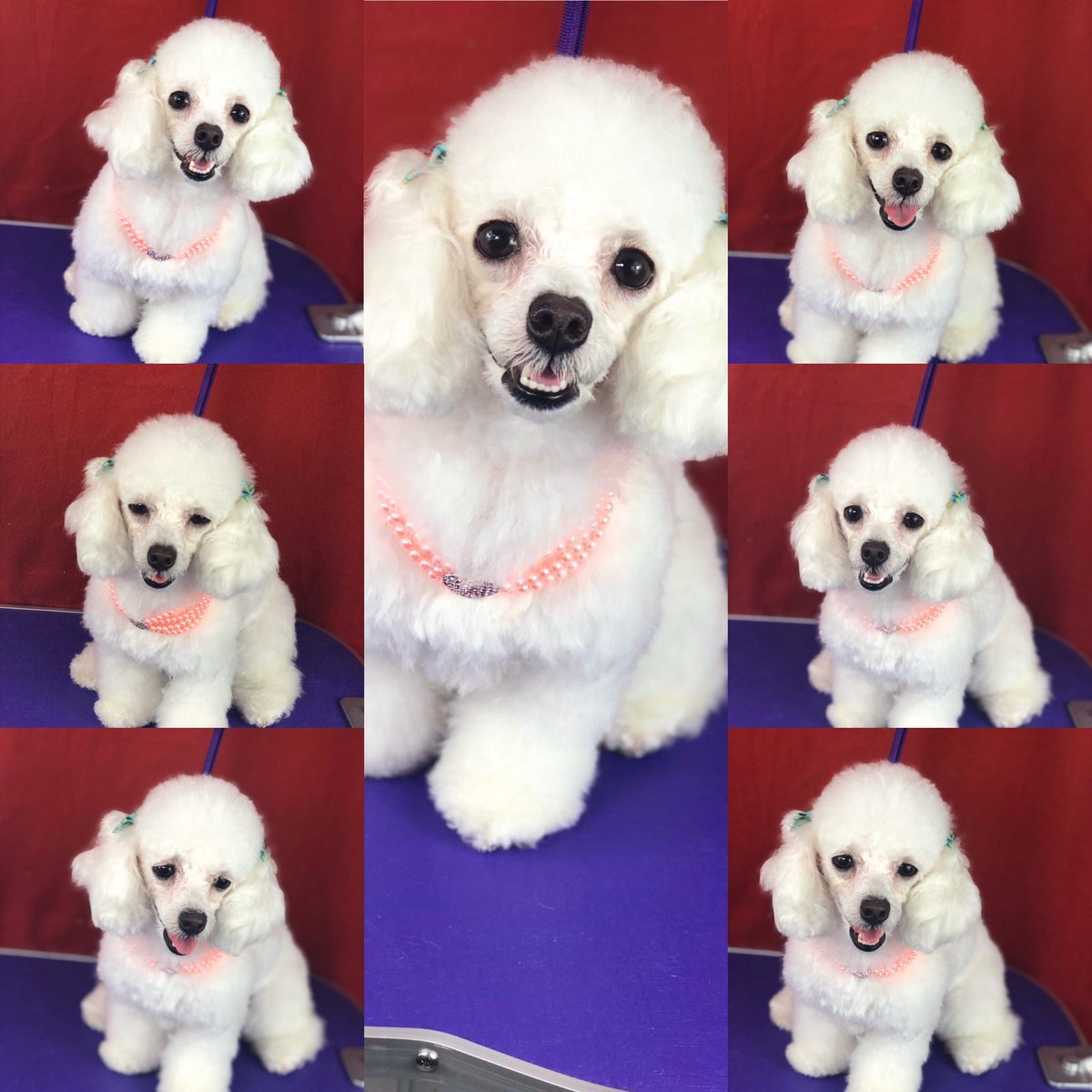 andreiagrooming's tweet photo. Poodle 🐩 https://t.co/yw5mSn2JDC