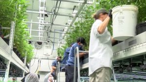 The Medical Marijuana Blog tweet media