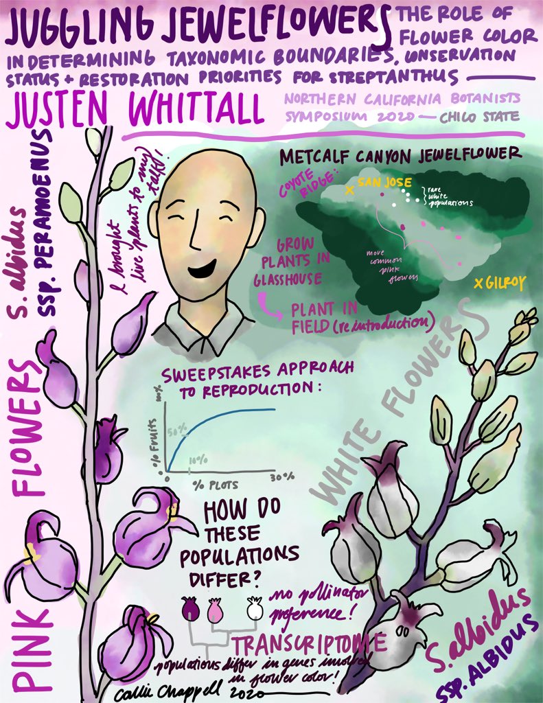 eco_genome's tweet photo. What happens when a rare species is actually a common species? Justen Whittall TELLS ALL about genomic differences separating two populations of jewelflowers at #norcalbot2020. Also, shout out to him for letting me carpool! Such a great guy. @CNPS @CalBotSoc https://t.co/5Zo9foXDUz