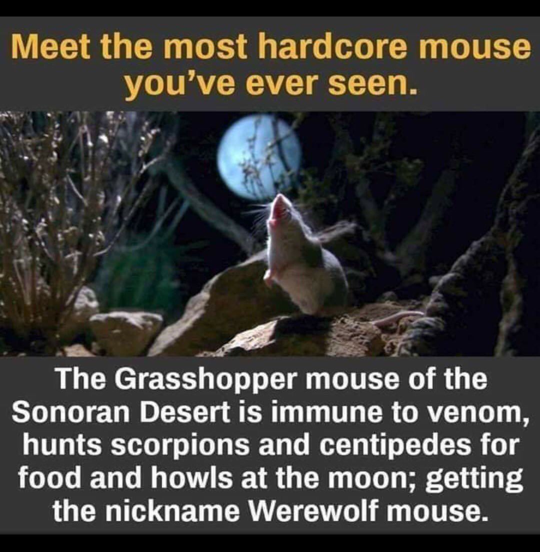 NicodemusDB's tweet photo. #horror #horrotica #werewolfmouse #horrofam #horrorfamily #horrorcommunity #weirdanimals https://t.co/1tzB2kN6x1