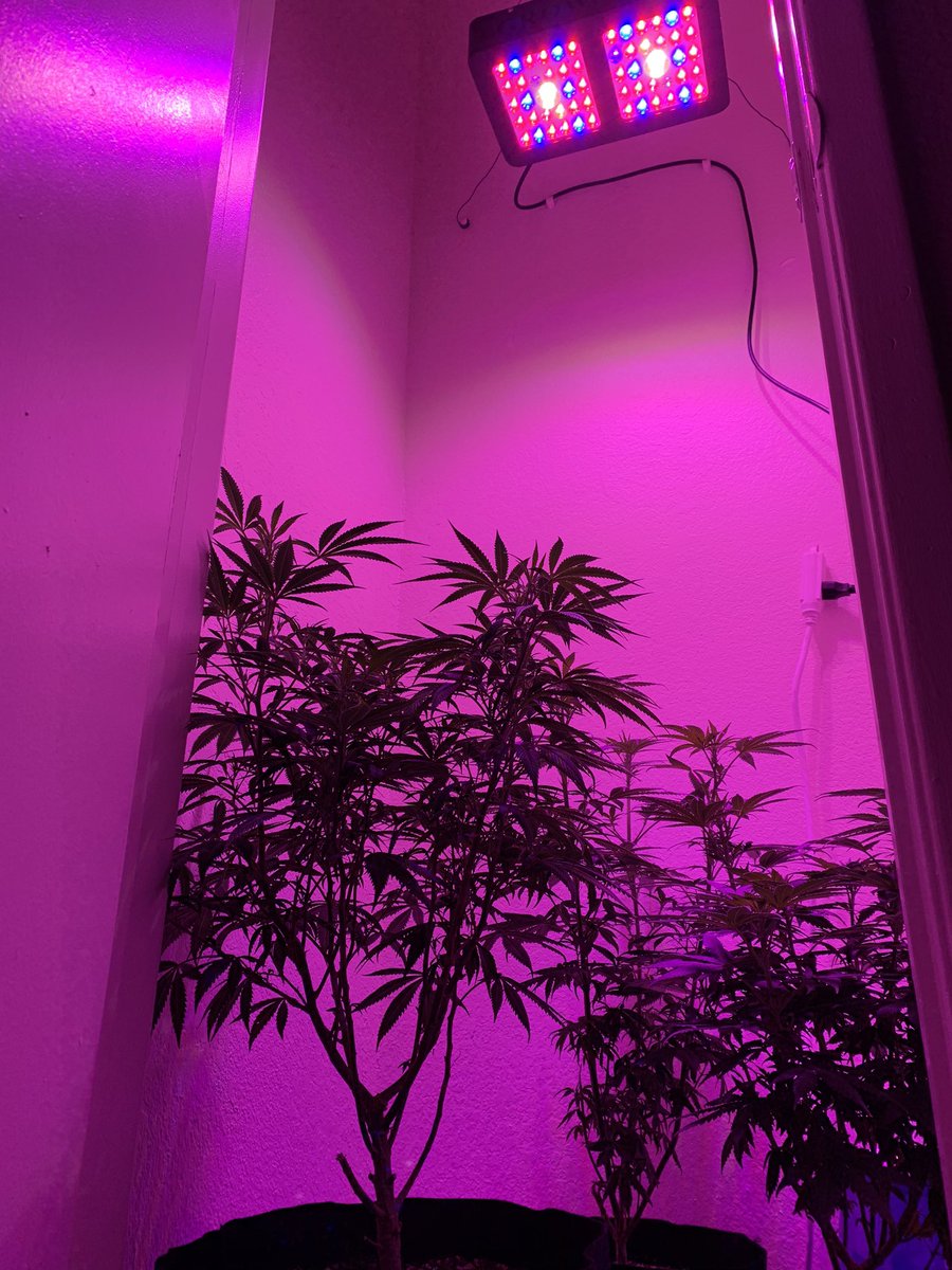 KaliKushKid's tweet photo. First Ever Transition to Bloom 🌺 #day8 #transitiontoflower #growstar #creecobled #firstgrow #firstcannabisgrow #CannabisCommunity #cannabis #closetgrow #leds #THC2020 #indica #ogkush #cannabisgrowers #gardening #mygarden https://t.co/IcGpCn6c2l