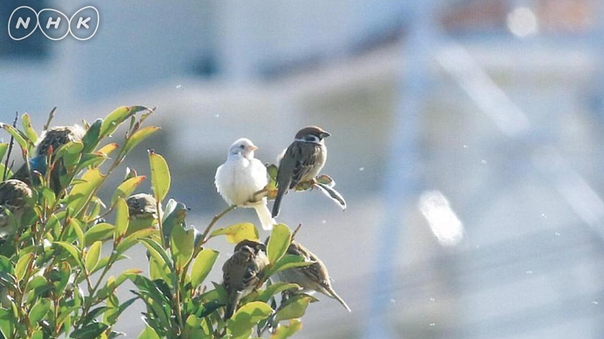 ダーウィンが来た 吉兆 白いスズメ ついっとまった ヒゲじいです おめでた い写真をいただきましたぞ 神奈川県藤沢市の高橋弘さんが 1月6日 ご自宅近くで撮影 50年の野鳥観察歴の中で2回目の珍事なのだそう 白いスズメは 古来吉兆