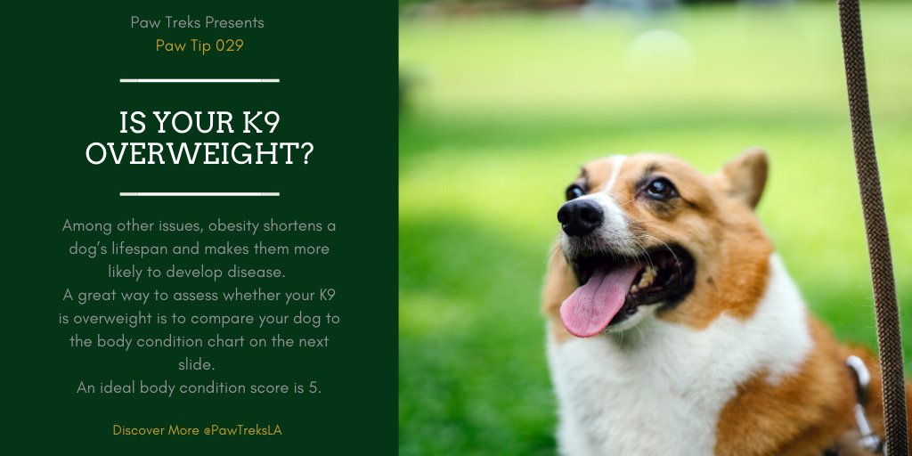 PawTreksLA's tweet photo. Approx 25-30% of the general K9 pop. in North America is obese.  Obesity is the most common preventable disease in dogs living in North America. 
▪︎Source:  Dr. Krista Williams &amp; Dr. Robin Downing (feel free to contact for the article link)

#tuesdaytip #tiptuesday #pawtreksla https://t.co/5OqzwgITcC
