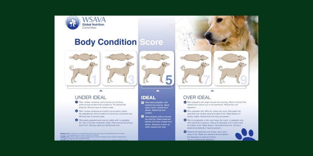 PawTreksLA's tweet photo. Approx 25-30% of the general K9 pop. in North America is obese.  Obesity is the most common preventable disease in dogs living in North America. 
▪︎Source:  Dr. Krista Williams &amp; Dr. Robin Downing (feel free to contact for the article link)

#tuesdaytip #tiptuesday #pawtreksla https://t.co/5OqzwgITcC