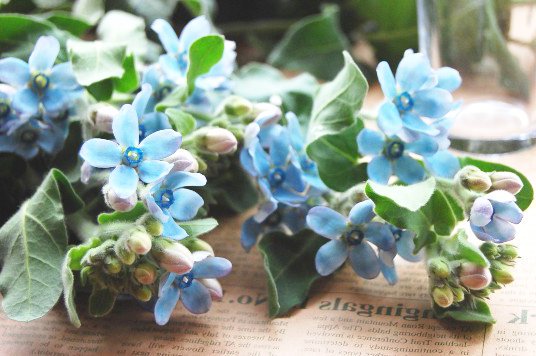 世界の花 一覧 ブルースター 花びらが青い星のように見える花 西洋では花嫁が何か青いものを身に着けると幸せになれると言われていてブルースターの花を身に着ける人も多いそうです 日本でも結婚式のブーケによく使われる花です 花言葉は 幸福