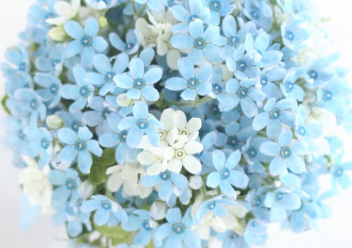 世界の花 一覧 Sekai No Hana Twitter