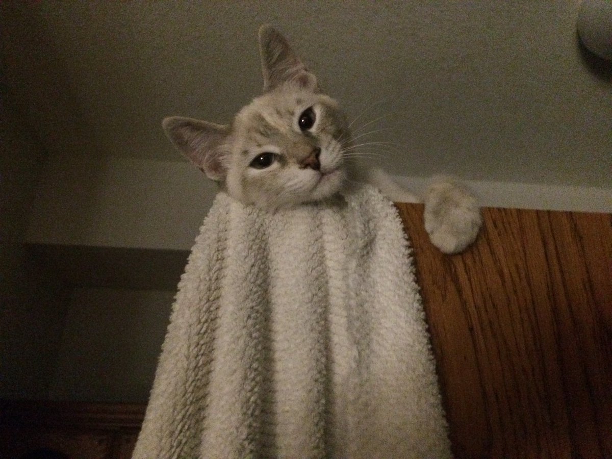 LToonie's tweet photo. Aawwweee😹😸😺 https://t.co/eCRXufanwj