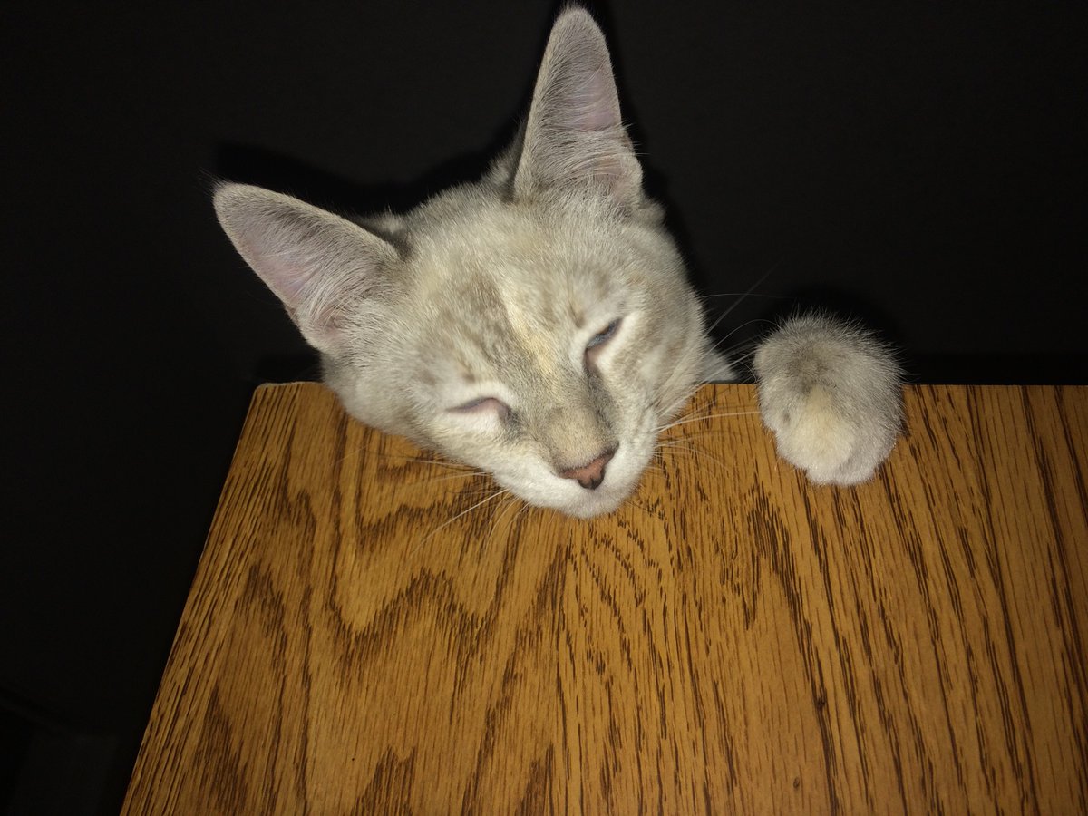LToonie's tweet photo. Aawwweee😹😸😺 https://t.co/eCRXufanwj