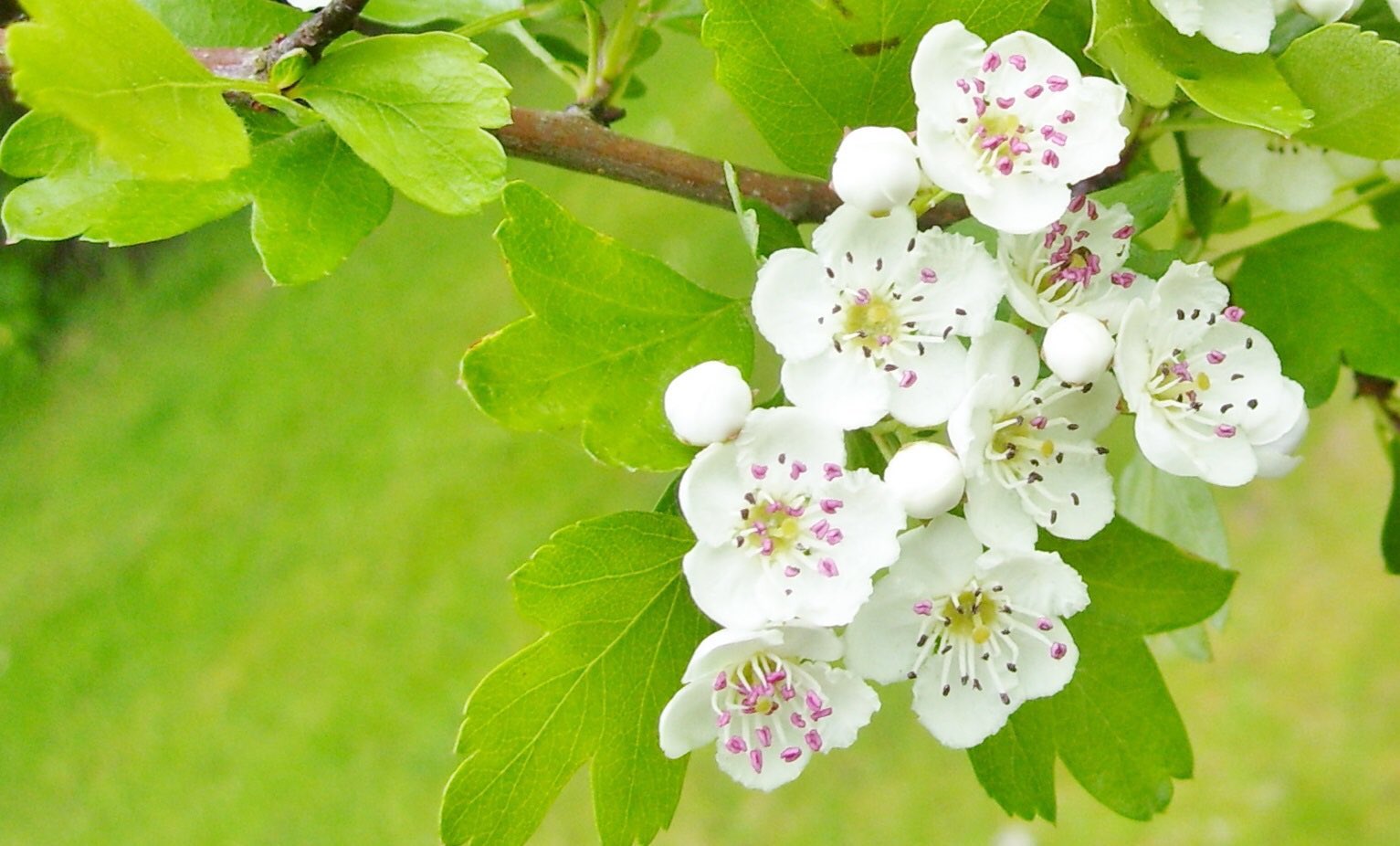花 私は 厳格 な公正よりも 情けの方がより豊かな果実を実らせると いつも感じている エイブラハム リンカーン 第16代アメリカ合衆国大統領 今日の誕生花 サンザシ 花言葉 厳格 12時 ｻﾝｻﾞｼ ﾅｴ T Co Fxtumh6lzh Twitter