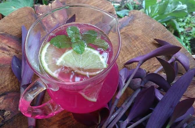rigonav's tweet photo. Agua de Matalí. Las hojas se hierven en agua, se deja reposar y cuando esta frío, se agrega jugo de limón, se endulza con miel y se toma como refresco para limpiar el riñón. #Matali #comeTabasco #Tabasco https://t.co/Q5ppPfnNXq