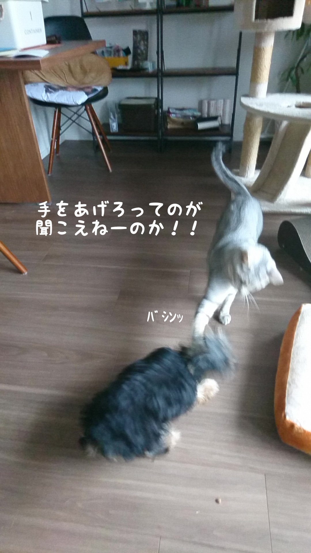ねこといぬ ねこといぬ - Search / X